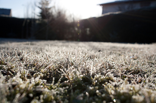 Jardin en hiver