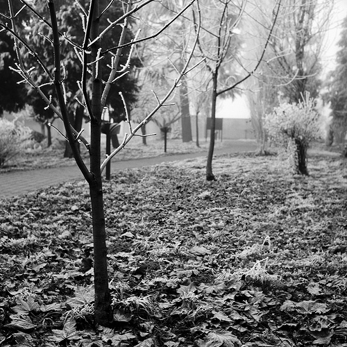 Jardin en décembre