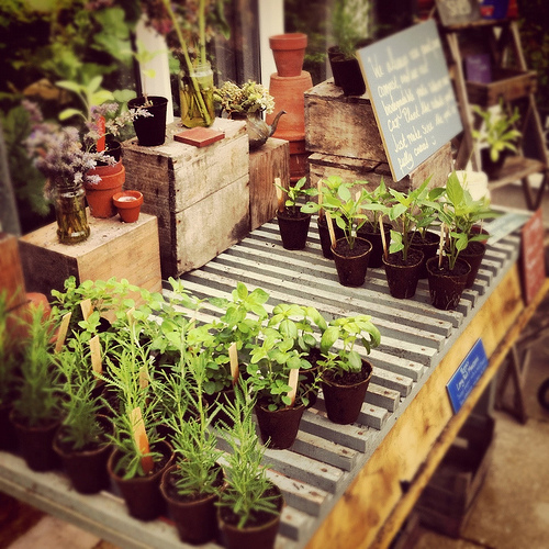 Potager en hiver