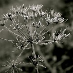 Jardin en janvier