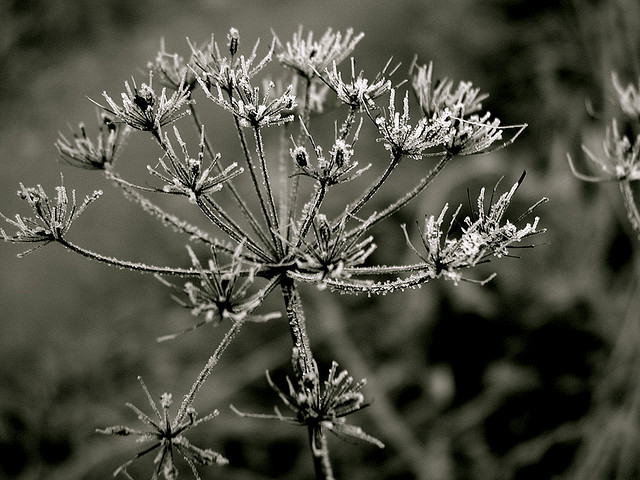 Jardin en janvier