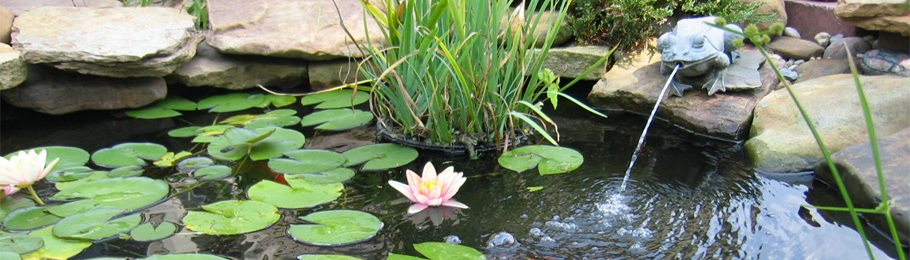 Créer son premier bassin de jardin