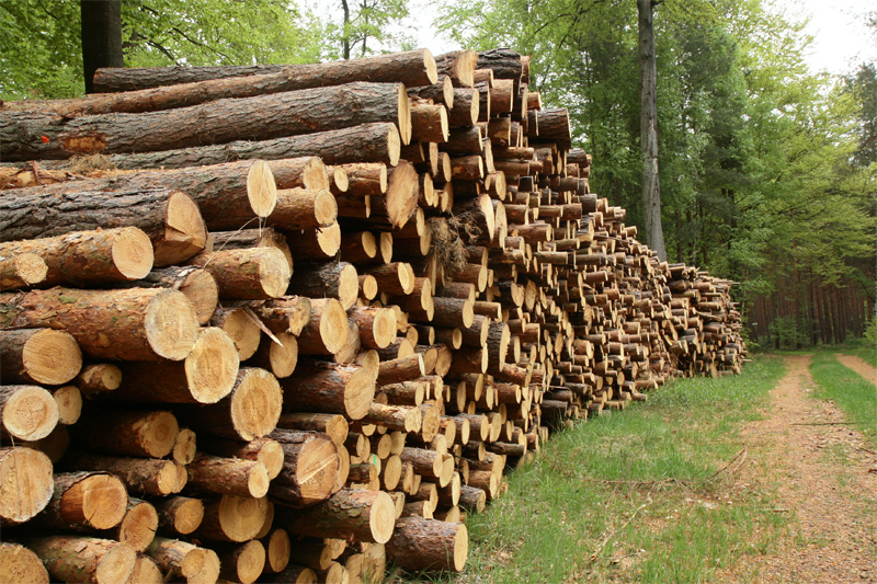 Almateon s'évertue à proposer des produits issus d'une exploitation durable des forêts